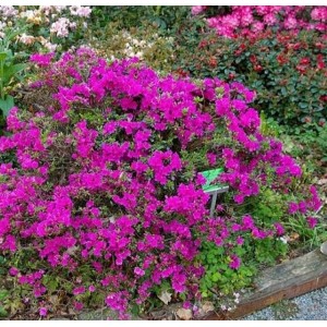 Azalija japoninė (Rhododendron / Japanese Azalea)  'GEISHA PURPLE'