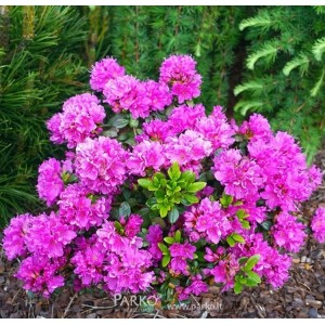 Azalija japoninė (Rhododendron / Japanese Azalea)  'GEISHA PURPLE'