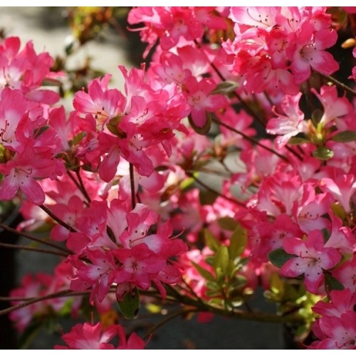 Azalija japoninė (Rhododendron / Japanese Azalea) 'IZUM NO MAI'
