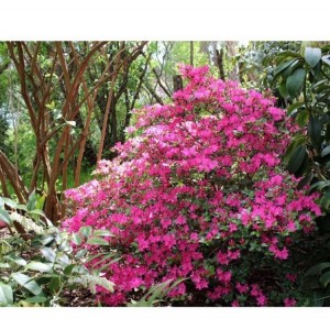 Azalija japoninė (Rhododendron / Japanese Azalea) 'KERMESINA'