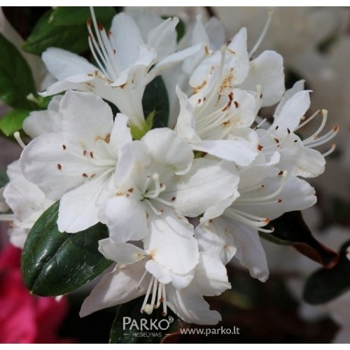 Azalija japoninė (Rhododendron / Japanese Azalea) 'PANDA'