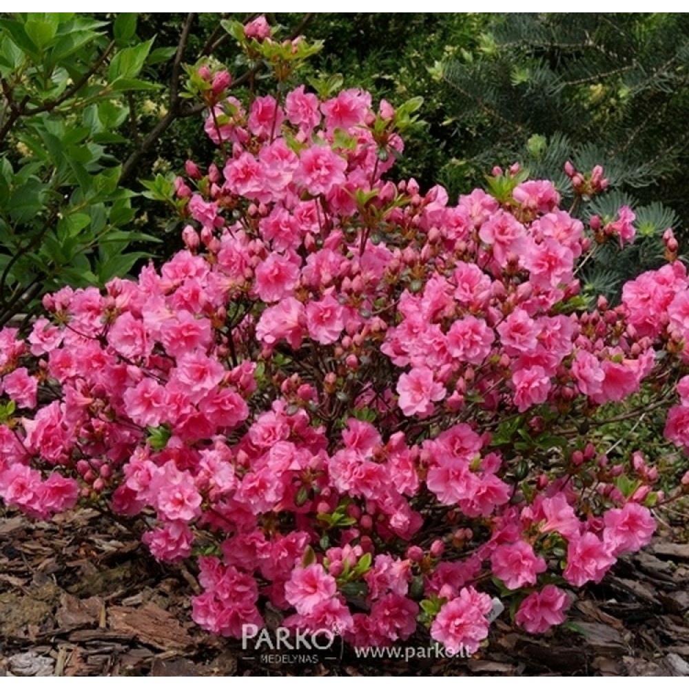 Azalija japoninė (Rhododendron / Japanese Azalea) 'ROKOKO'