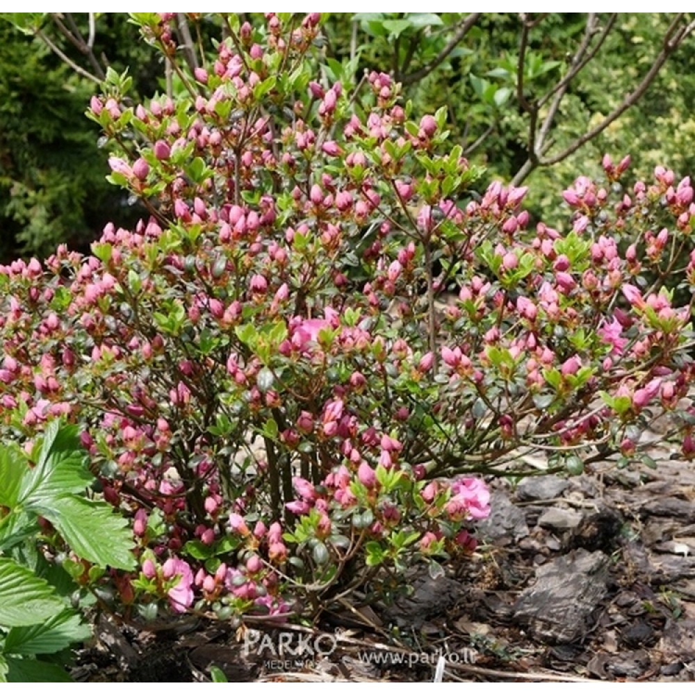 Azalija japoninė (Rhododendron / Japanese Azalea) 'ROKOKO'