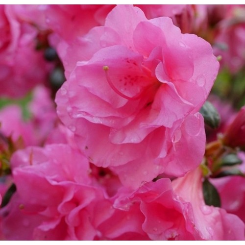 Azalija japoninė (Rhododendron / Japanese Azalea) 'BRILLIANT'