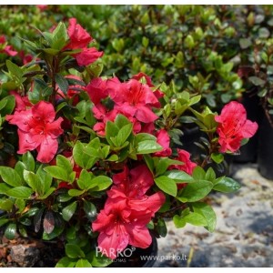 Azalija japoninė (Rhododendron / Japanese Azalea) 'VUYK'S SCARLET '