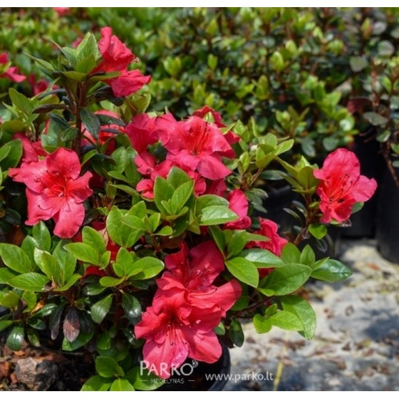 Azalija japoninė (Rhododendron / Japanese Azalea) 'VUYK'S SCARLET '
