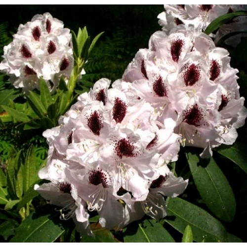 Rododendras (Rhododendron hybrid) 'CALSAP'