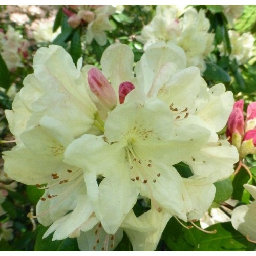 Rododendras (Rhododendron hybrid) 'EHRENGOLD'