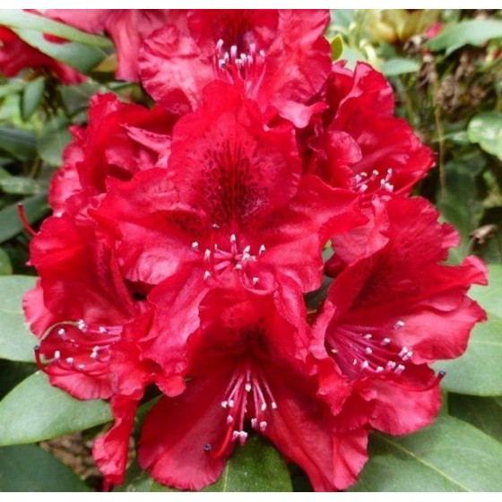 Rododendras (Rhododendron hybrid) 'ERATO'