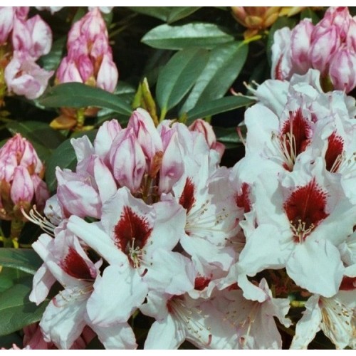 Rododendras (Rhododendron hybrid) 'GRAFFITO'