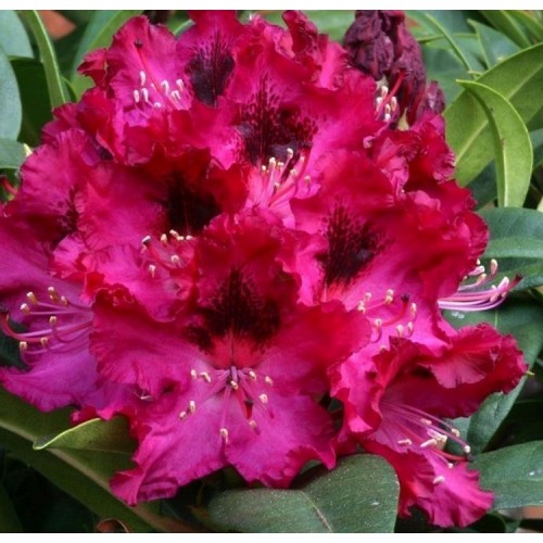Rododendras (Rhododendron hybrid) 'MARIE FORTE' 