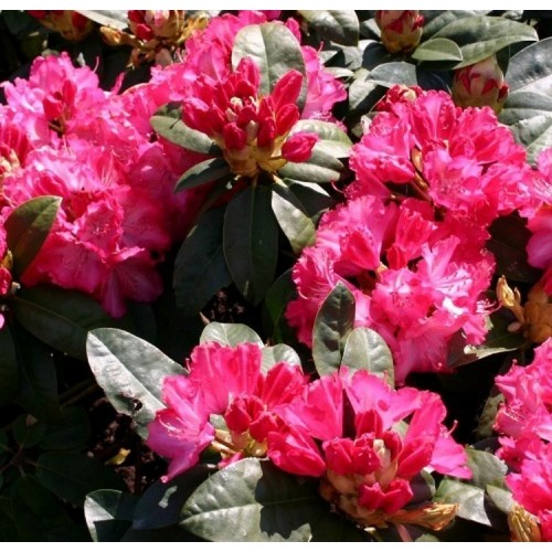 Rododendras (Rhododendron hybrid) 'STERNZAUBER'