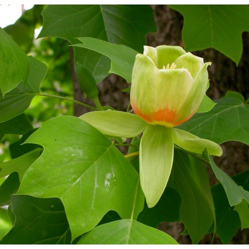Tulpmedis gelsvažiedis (Liriodendron tulipifera)