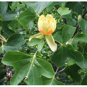 Tulpmedis gelsvažiedis (Liriodendron tulipifera) 'ROOTHAAN'