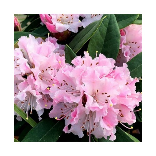 Rododendras (Rhododendron hybrid) 'CHEER'