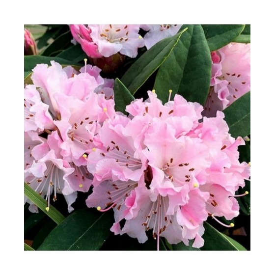 Rododendras (Rhododendron hybrid) 'CHEER'