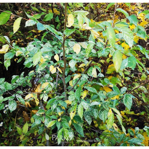 Skroblas paprastasis (Carpinus betulus) 'FOLLIS ARGENTEOVARIEGATA'