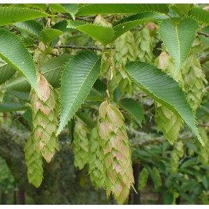 Skroblas japoninis (Carpinus japonica) 'CHINESE LANTERN' 