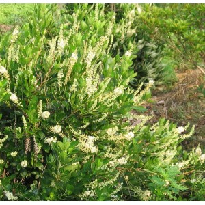 Alksnotis tikrasis (Clethra alnifolia) 'HUMMINGBIRD'