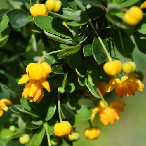 Raugerškis  kietalapis (Berberis buxifolia) 'NANA'
