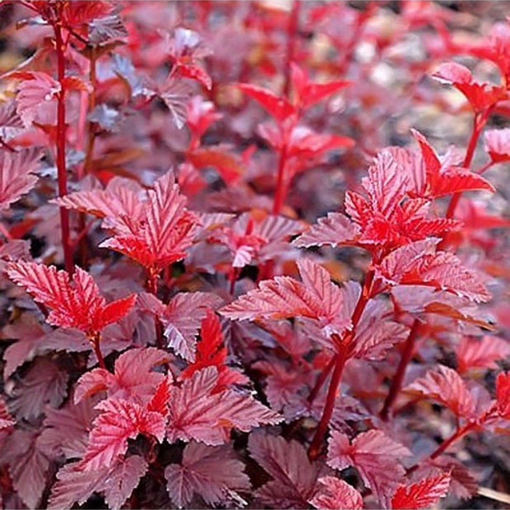 Pūslenis putinalapis (Physocarpus opulifolius) 'LADY IN RED'® ('TUILAD'PBR)