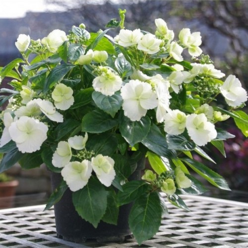 Hortenzija (Hydrangea hybride) 'RUNAWAY BRIDE'®