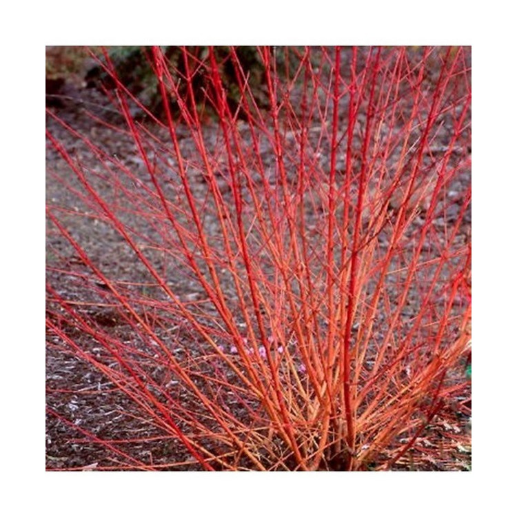 Sedula raudonoji (Cornus sanguinea) 'MIDWINTER FIRE'