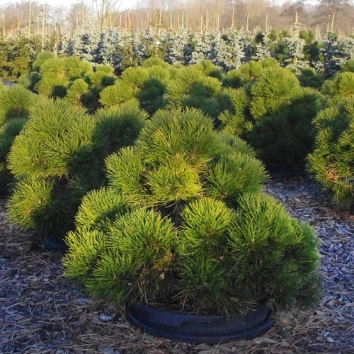 Pušis juodoji (Pinus nigra) 'NANA'