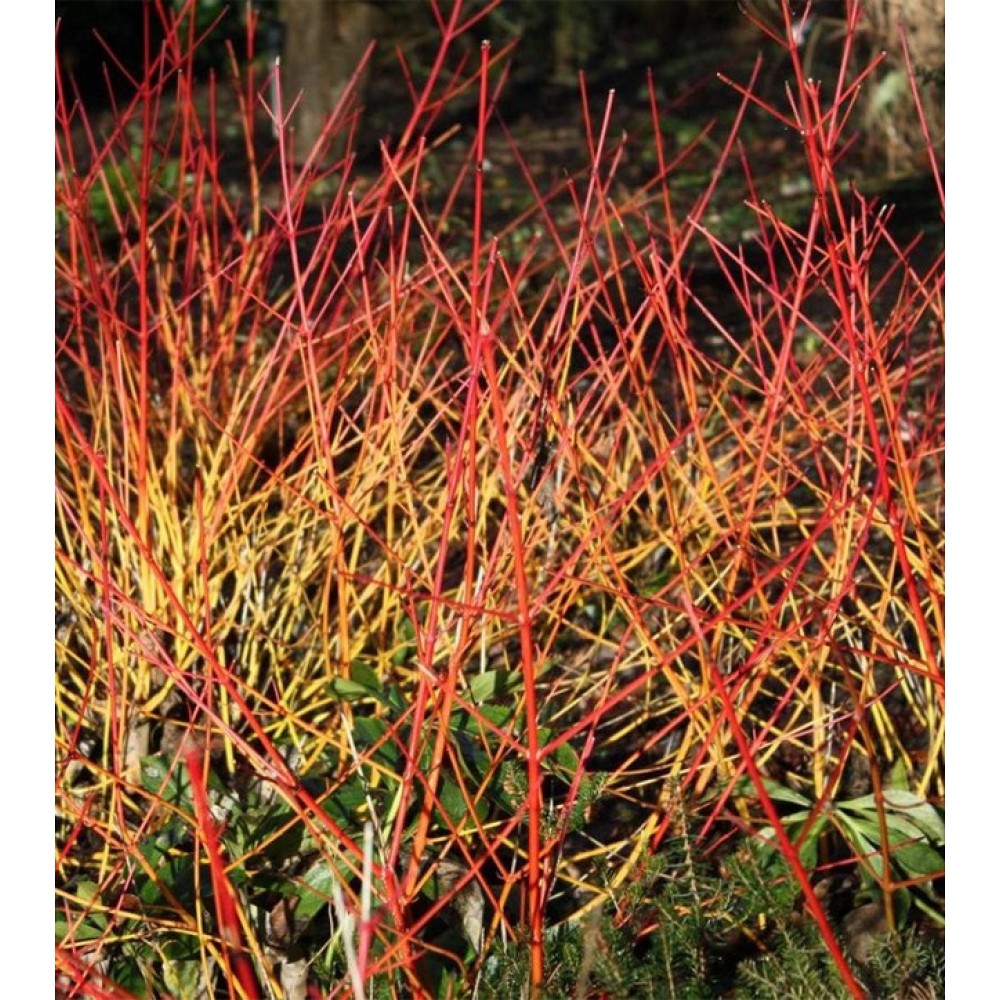 Sedula raudonoji (Cornus sanguinea) 'ANNY'S WINTER ORANGE'