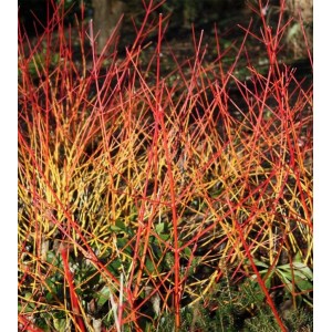 Sedula raudonoji (Cornus sanguinea) 'ANNY'S WINTER ORANGE'
