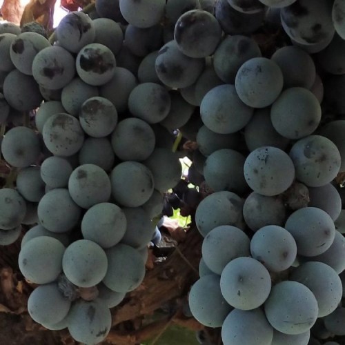 Vynuogė (Vitis vinifera) 'ISABELLA'