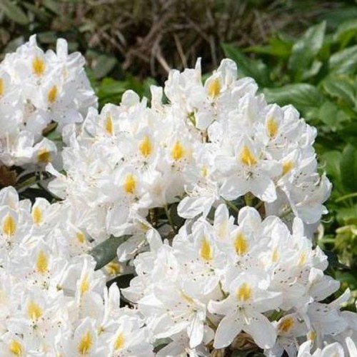 Rododendras (Rhododendron hybrid) 'MADAME MASSON'
