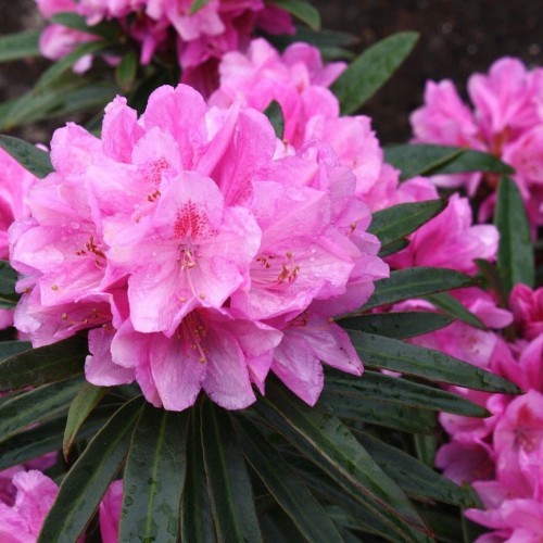 Rododendras (Rhododendron ponticum) 'GRAZIELLA'
