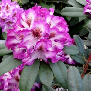 Rododendras (Rhododendron hybrid) 'HANS HACHMANN'