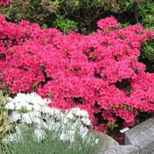 Azalija japoninė (Rhododendron / Japanese Azalea) 'KERMESINA ROSE'