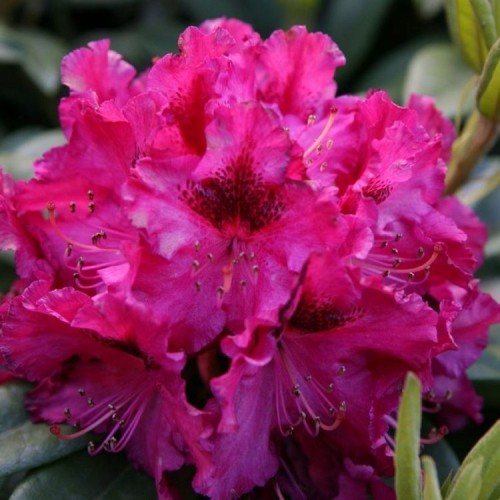 Rododendras jakušimaninis (Rhododendron yakushimanum) 'BIKO'