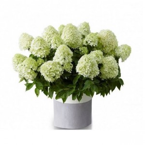 Hortenzija šluotelinė (Hydrangea paniculata) 'LITTLE SPOOKY'®