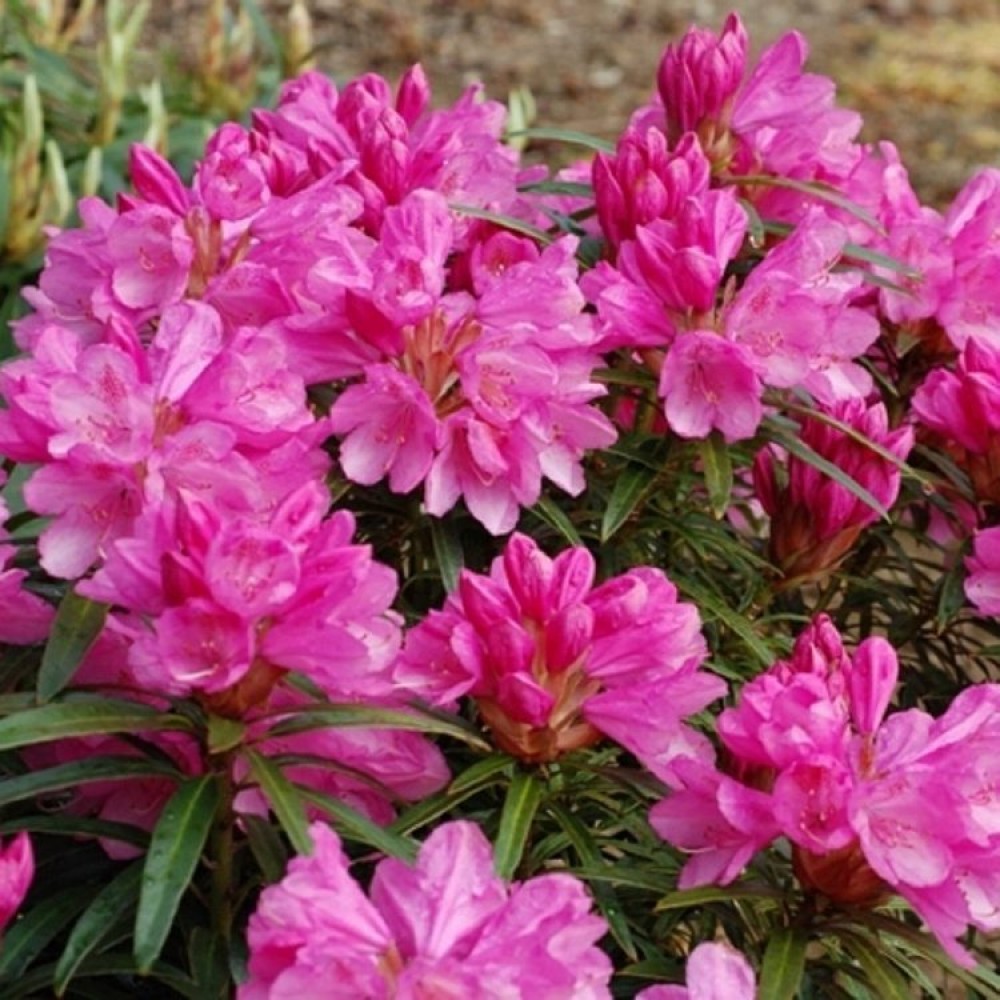 Rododendras (Rhododendron ponticum) 'GRAZIELLA'