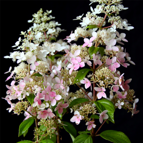 Hortenzija Šluotelinė (Hydrangea paniculata) 'CONFETTI' PBR ('VLASVELD 02' PBR)