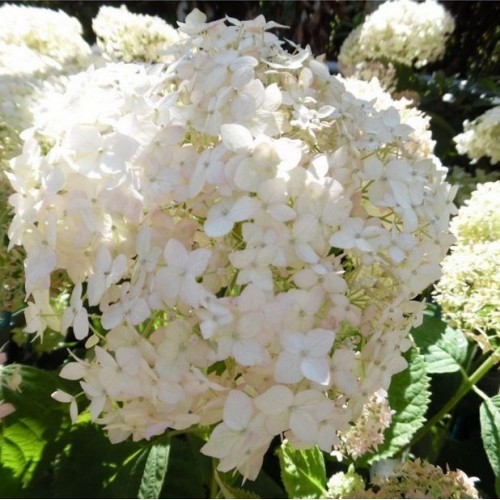 Hortenzija šviesioji (Hydrangea arborescens) CANDYBELLE® 'MARSHMALLOW'