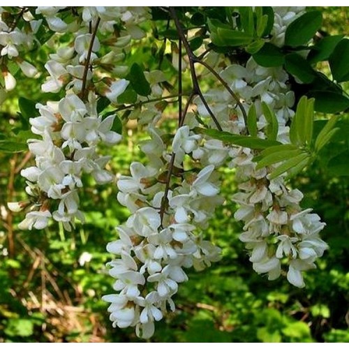 Robinija baltažiedė (Robinia pseudoacacia) 'INERMIS' 