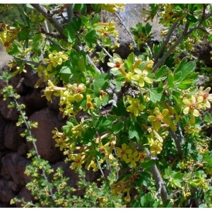Serbentas auksuotasis (Ribes aureum)