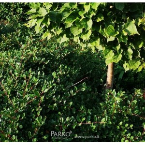 Kaulenis Damerio (Cotoneaster dammeri) 'MOONCREEPER'