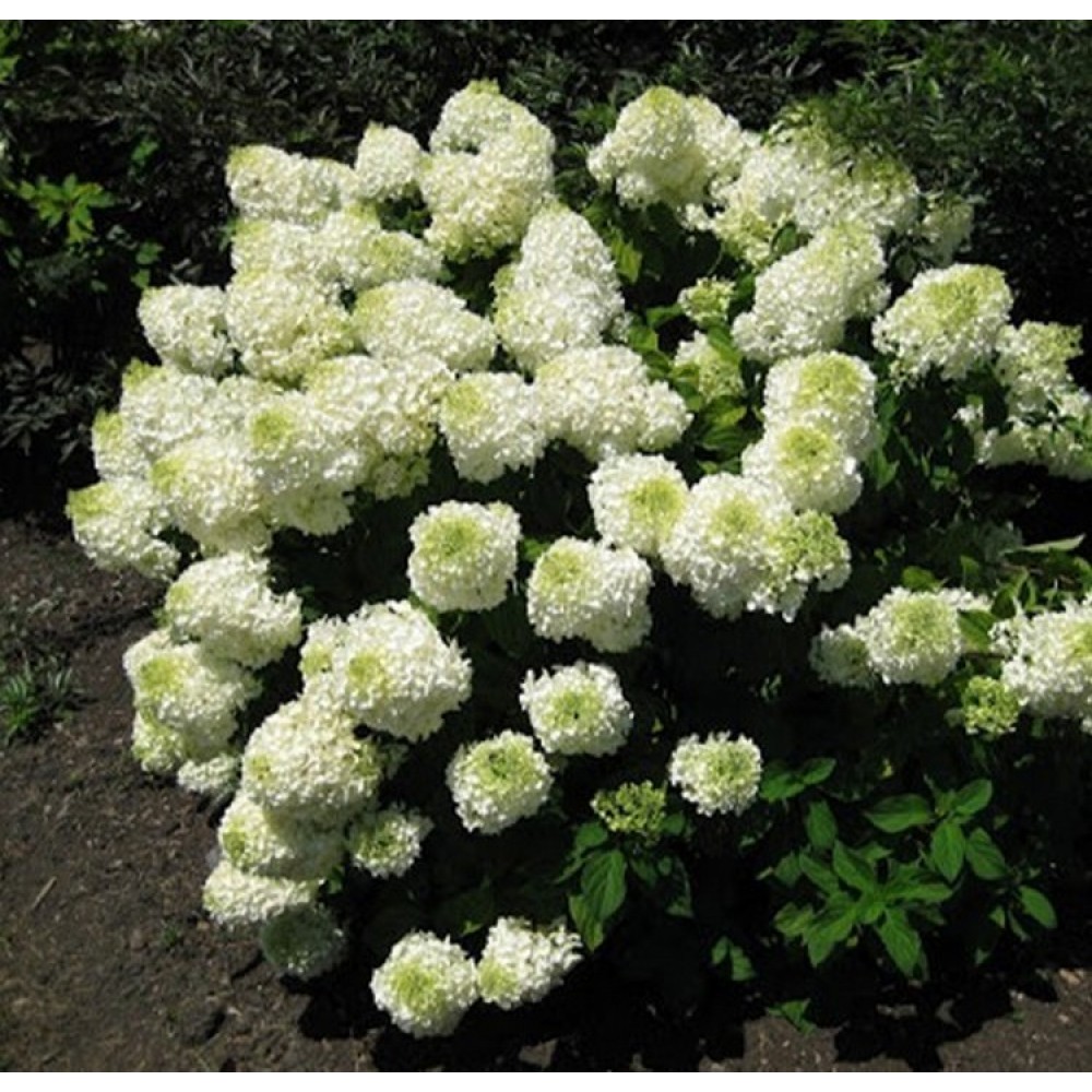 Hortenzija šluotelinė (Hydrangea paniculata) 'POLAR BEAR'®
