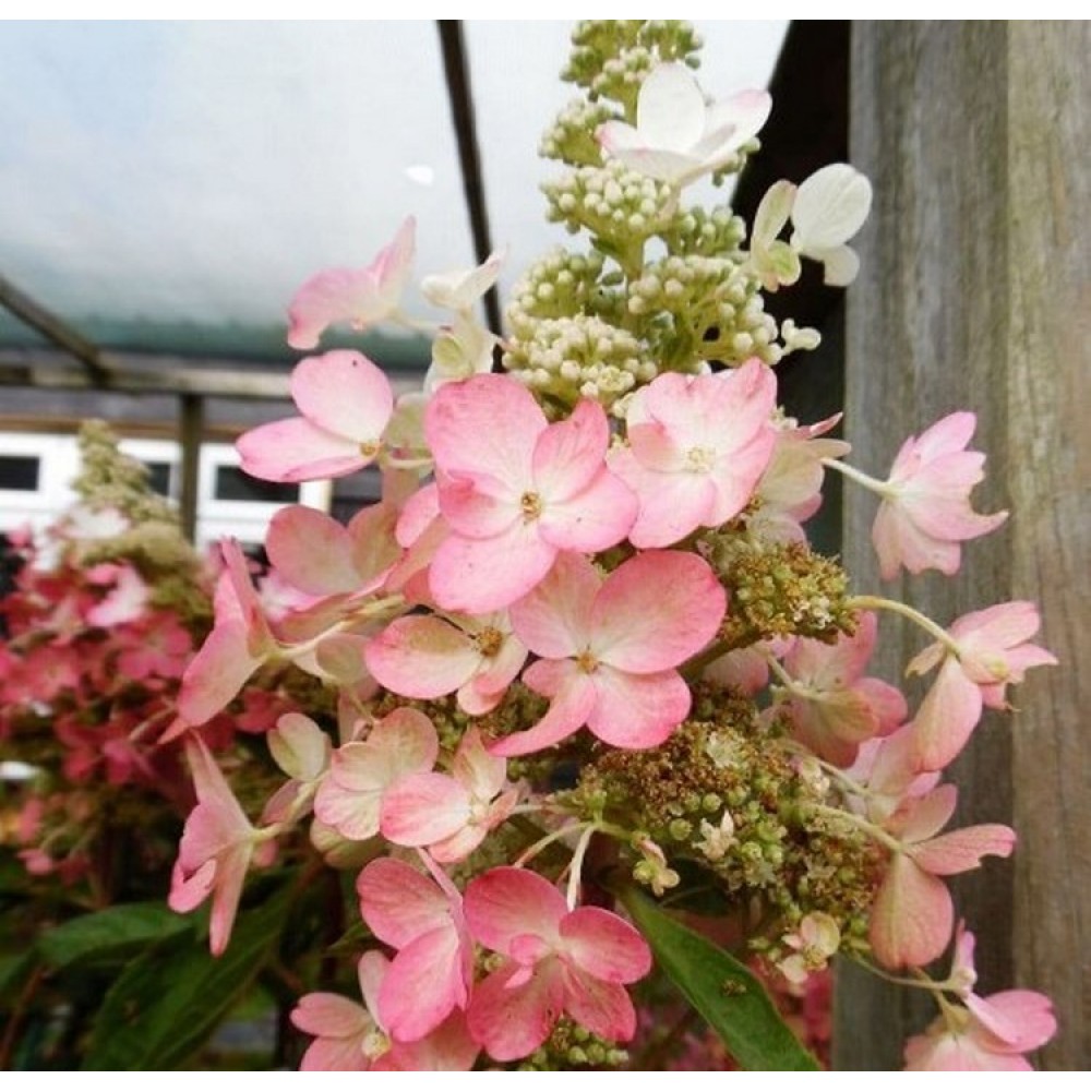 Hortenzija šluotelinė (Hydrangea paniculata) 'MAGICAL VESUVIO'®