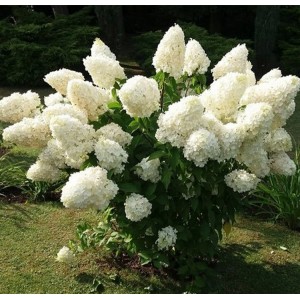 Hortenzija šluotelinė (Hydrangea paniculata) 'MAGICAL SWEET SUMMER'®