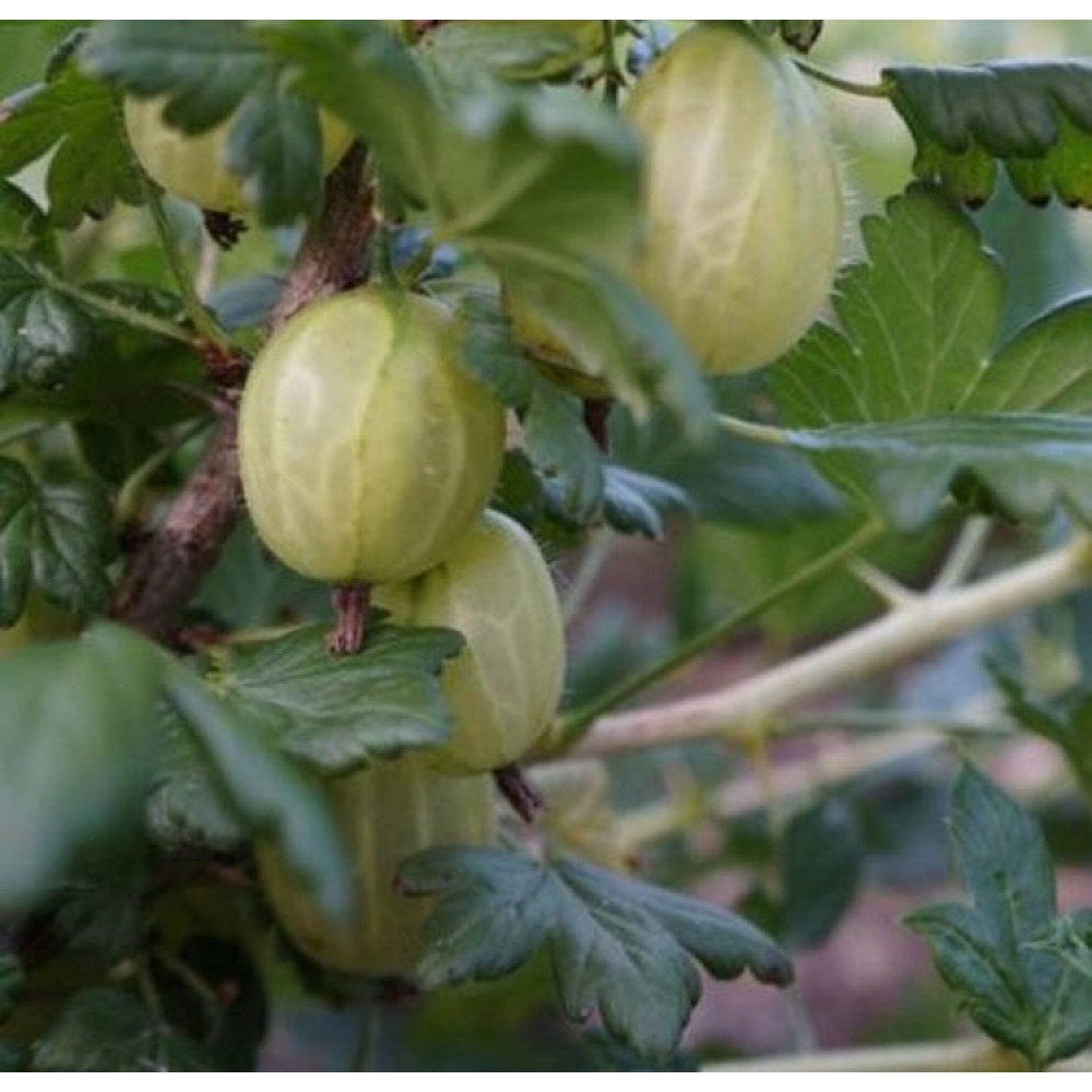 Agrastas (Ribes uva-crispa) 'INVICTA'