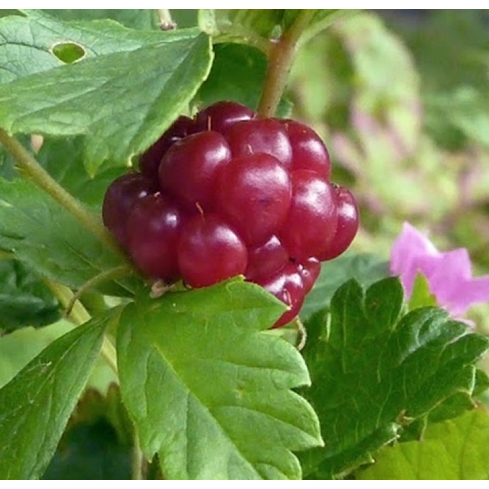 Katuogė (Rubus arcticus) 'SOFIA'
