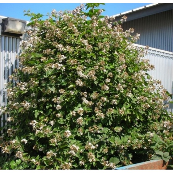 Gervuogė (Rubus fruticosus) 'BLACK SATIN'