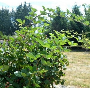 Gervuogė (Rubus fruticosus) 'THORNFREE'